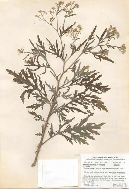 Hymenopappus scabiosaeus var. corymbosus (Carolina woollywhite) #29648