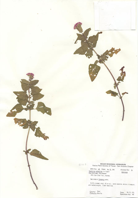 Conoclinium coelestinum (Blue mistflower) #29660