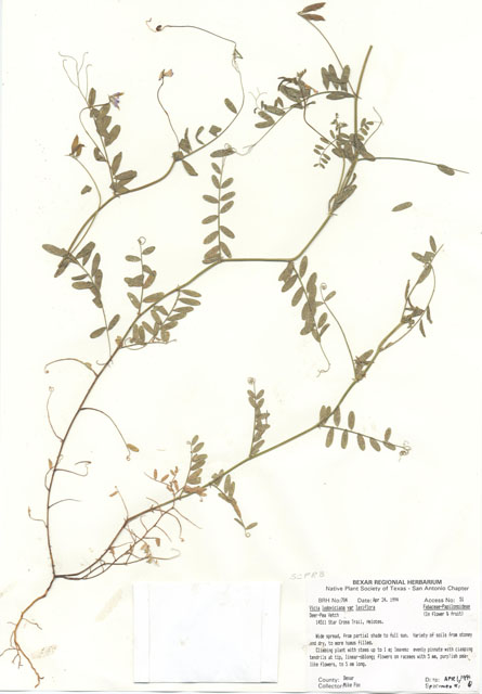 Vicia ludoviciana ssp. ludoviciana (Deer pea vetch) #29681