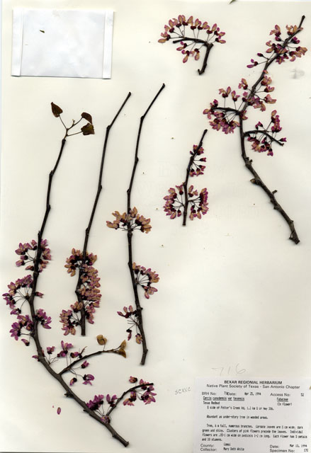 Cercis canadensis var. texensis (Texas redbud) #29693