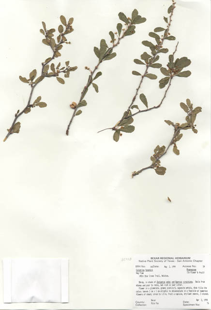 Colubrina texensis (Texas hog plum) #29718