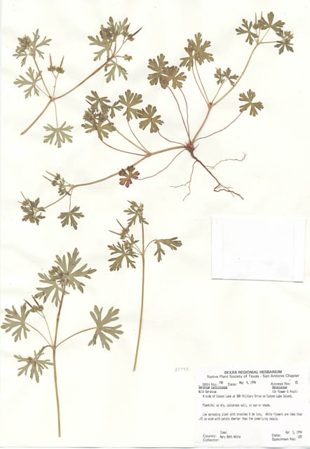 Geranium carolinianum (Carolina geranium) #29725