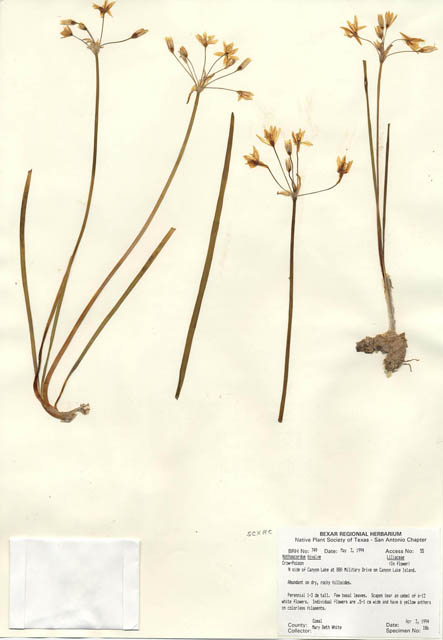 Nothoscordum bivalve (Crowpoison) #29726
