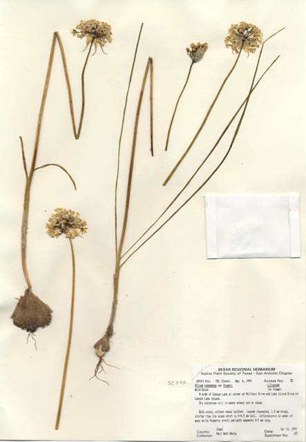 Allium canadense var. fraseri (Fraser meadow garlic) #29727