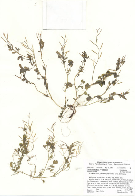 Cardamine parviflora var. arenicola (Sand bittercress) #29756