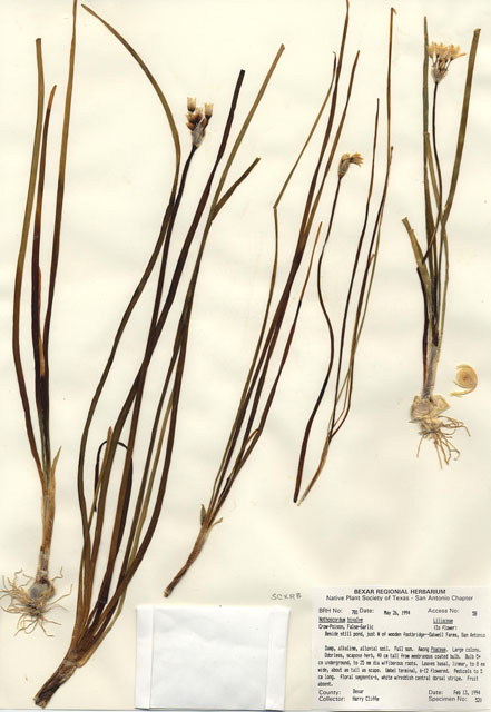 Nothoscordum bivalve (Crowpoison) #29758