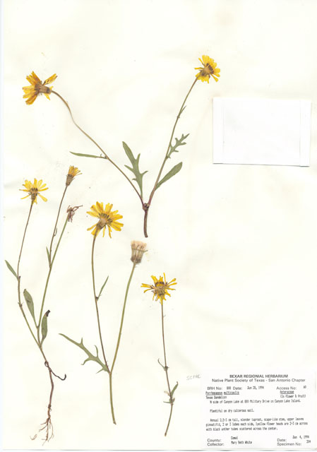 Pyrrhopappus pauciflorus (Smallflower desert-chicory) #29785