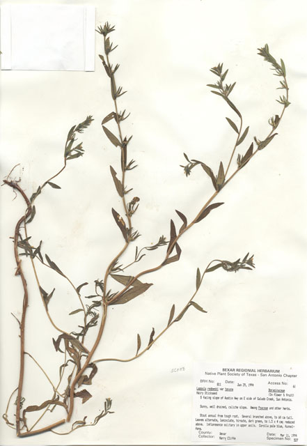 Lappula occidentalis var. cupulata (Flatspine stickseed) #29788