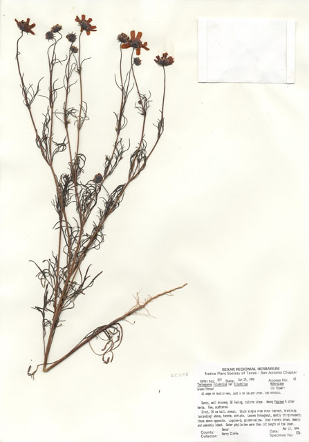 Thelesperma filifolium var. filifolium (Stiff greenthread) #29797