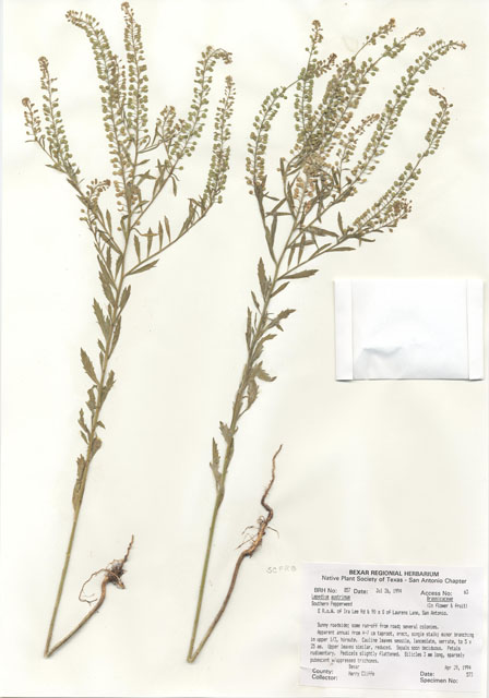 Lepidium austrinum (Southern peppergrass) #29835