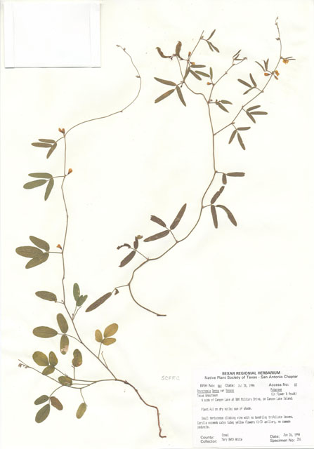 Rhynchosia senna var. texana (Texas snoutbean) #29840