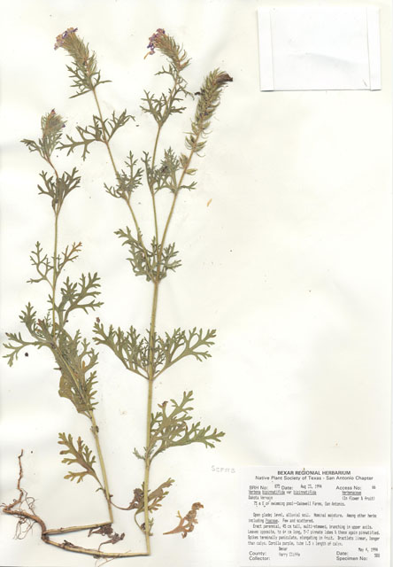 Glandularia bipinnatifida var. bipinnatifida (Prairie verbena) #29854