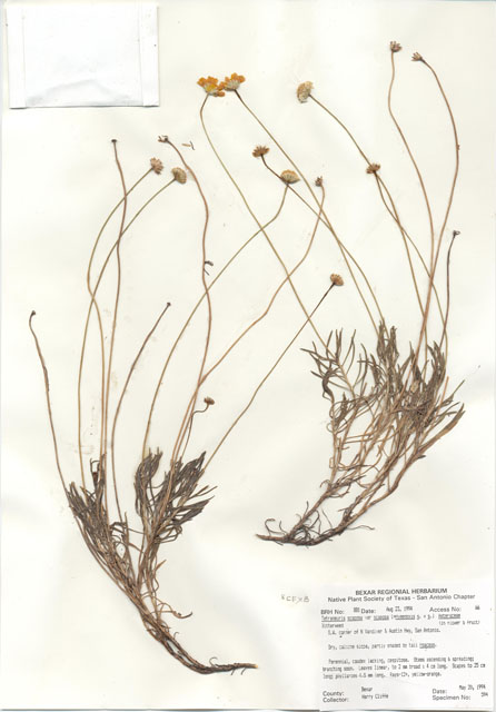 Tetraneuris scaposa var. scaposa (Four-nerve daisy) #29860