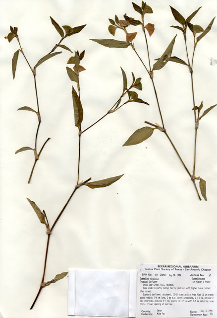 Commelina virginica (Virginia dayflower) #29891