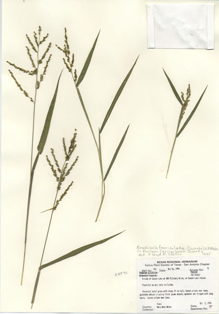 Urochloa fusca (Browntop signalgrass) #29915