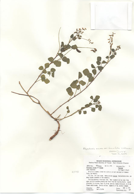 Rhynchosia minima (Least snoutbean) #29936