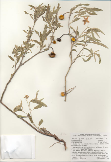 Solanum elaeagnifolium (Silverleaf nightshade) #29941