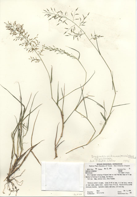 Eragrostis pectinacea (Tufted lovegrass) #29947