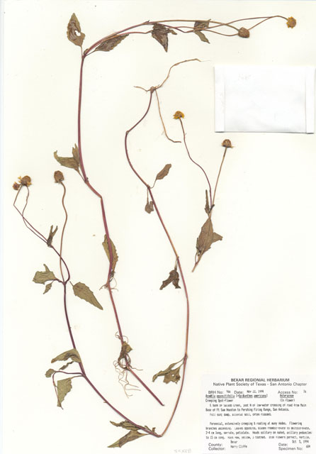 Acmella oppositifolia (Oppositeleaf spotflower) #29949