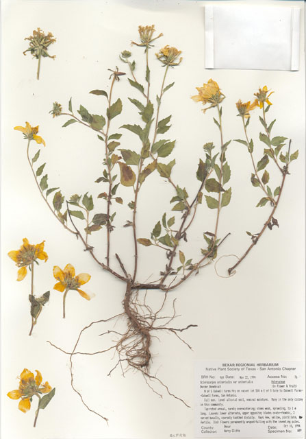 Sclerocarpus uniserialis var. uniserialis (Mexican bonebract) #29952