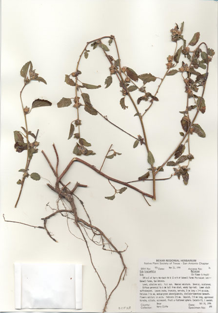 Sida tragiifolia (Earleaf fanpetals) #29953