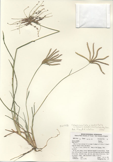 Chloris subdolichostachya (Shortspike windmillgrass) #29973