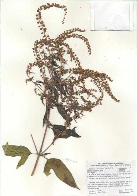 Ambrosia trifida var. texana (Texan great ragweed) #29978