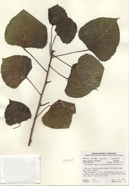 Populus deltoides ssp. deltoides (Eastern cottonwood) #29988
