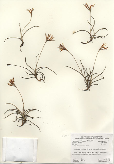 Tillandsia recurvata (Small ball moss) #29991