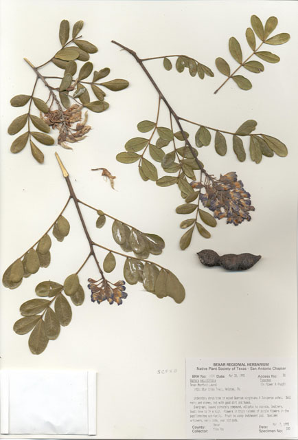 Sophora secundiflora (Texas mountain laurel) #29997