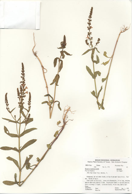 Warnockia scutellarioides (Prairie brazosmint) #30009