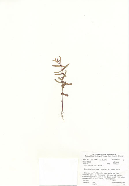 Rotala ramosior (Lowland rotala) #30016