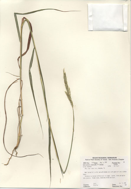 Bothriochloa laguroides ssp. torreyana (Silver bluestem) #30019