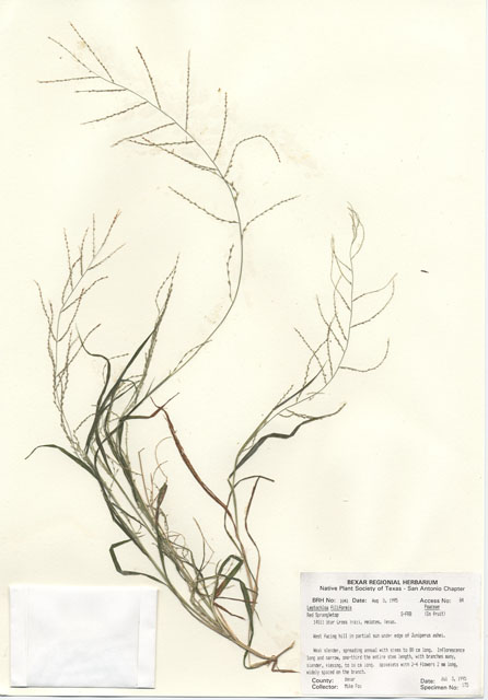 Leptochloa panicea ssp. brachiata (Red sprangletop) #30026