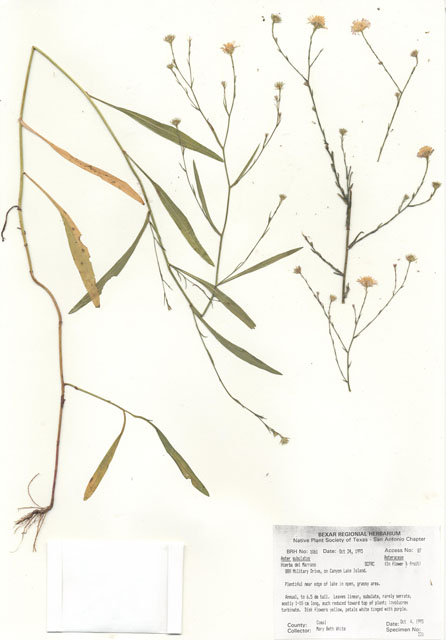 Symphyotrichum subulatum (Eastern annual saltmarsh aster) #30046
