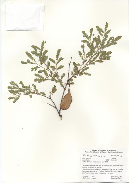 Senegalia roemeriana (Roemer acacia) #30055