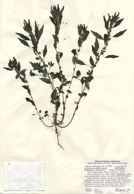 Parietaria pensylvanica (Pennsylvania pellitory) #30062