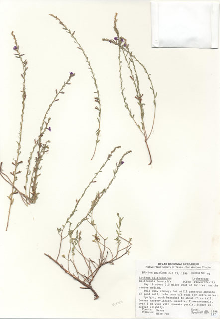Lythrum californicum (California loosestrife) #30064