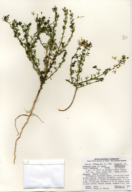 Polanisia erosa ssp. erosa (Large clammyweed) #30068