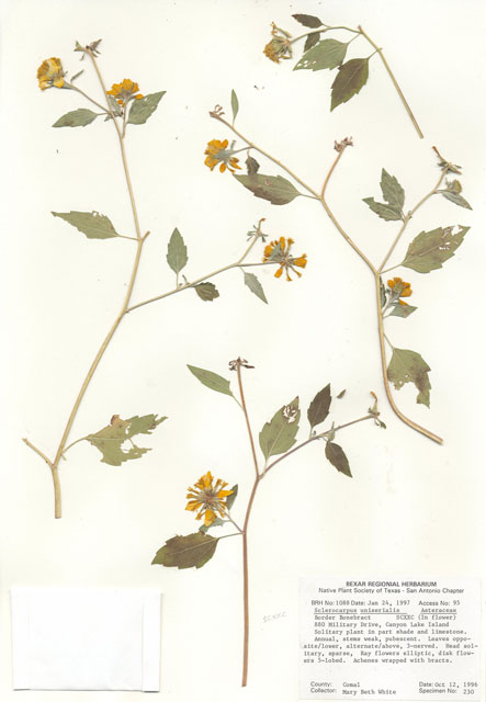 Sclerocarpus uniserialis (Mexican bonebract) #30074