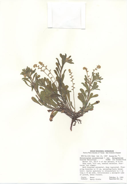 Heliotropium curassavicum var. curassavicum (Salt heliotrope) #30077