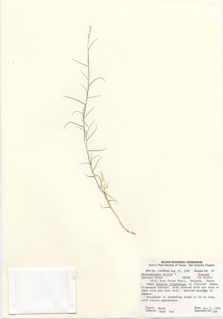 Muhlenbergia utilis (Aparejo grass) #30081