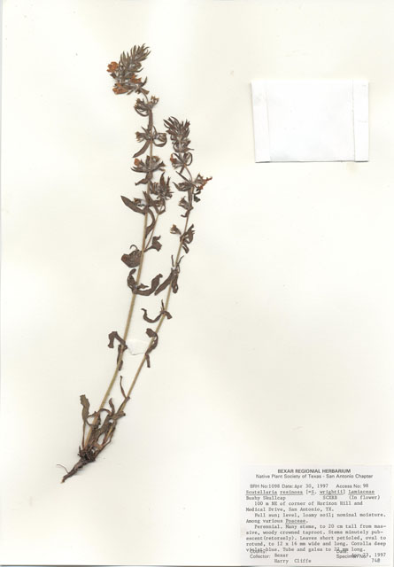 Scutellaria resinosa (Sticky skullcap) #28979