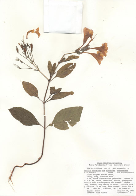 Ruellia nudiflora var. nudiflora (Violet wild petunia) #28987