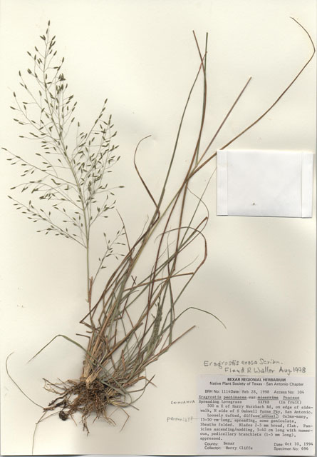 Eragrostis pectinacea var. miserrima (Desert lovegrass) #28995