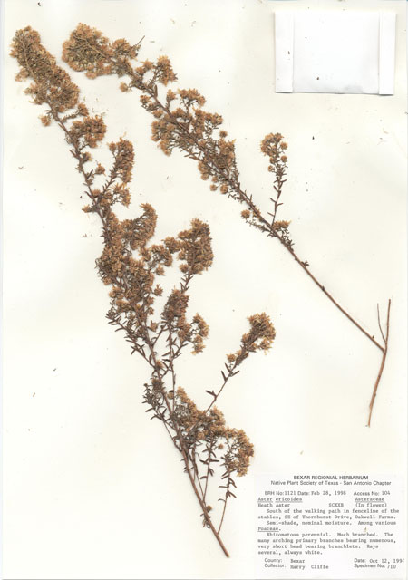 Symphyotrichum ericoides var. ericoides (White heath aster) #29002