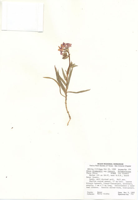 Phlox drummondii ssp. tharpii (Tharp's phlox) #29005