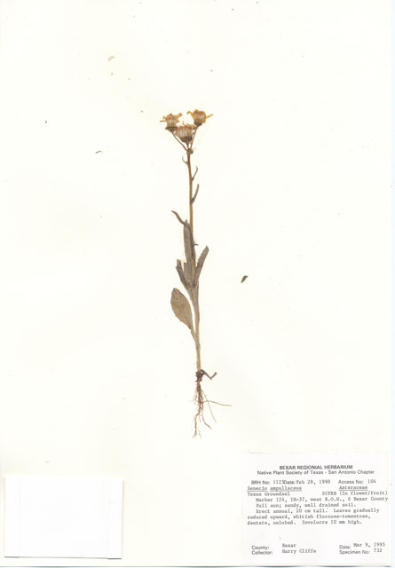 Senecio ampullaceus (Texas ragwort) #29006