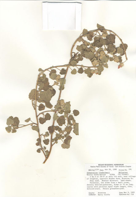 Sphaeralcea lindheimeri (Woolly globemallow) #29010