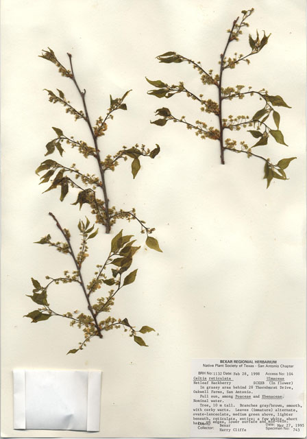 Celtis laevigata var. reticulata (Netleaf hackberry) #29013